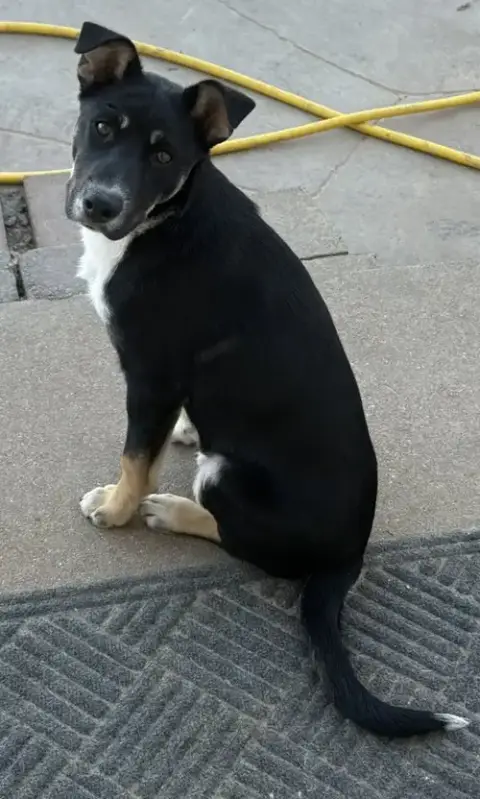 Bodhi