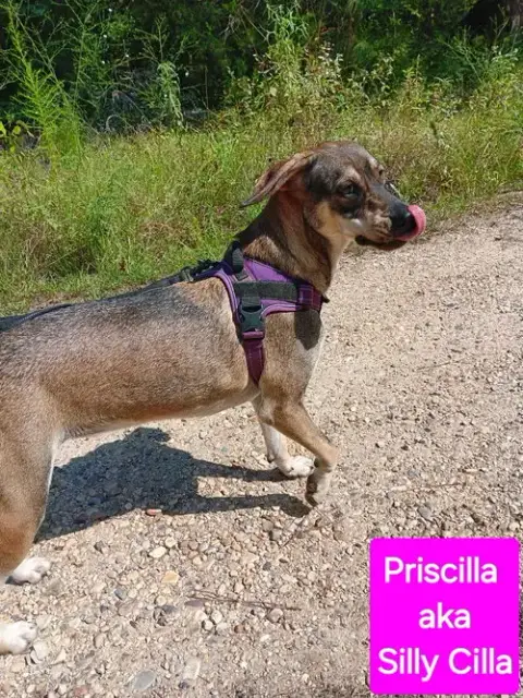 Priscilla photo 4