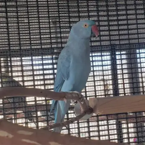 Delilah photo 3