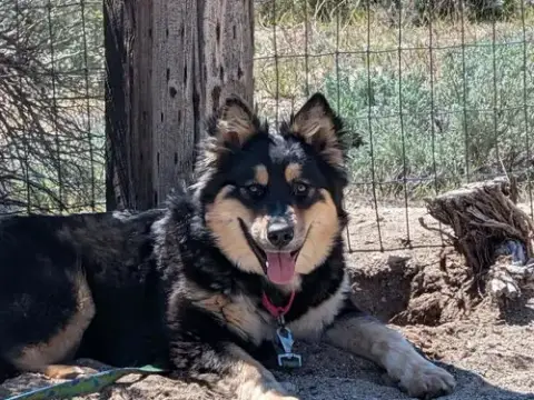 Ayla