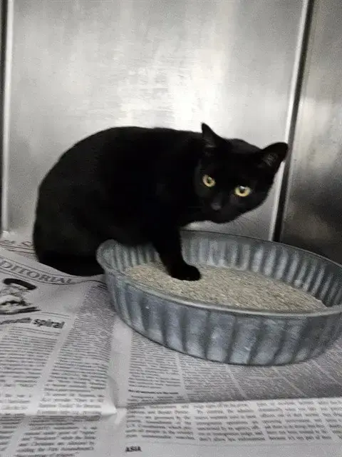 Kodak