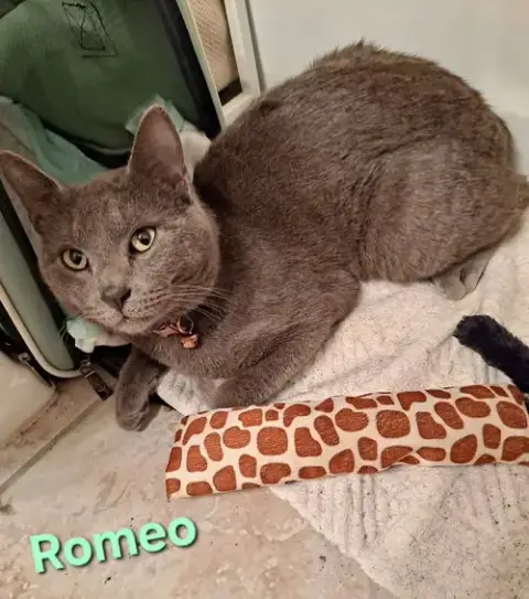 Romeo photo 2