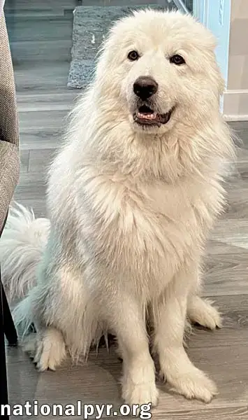 Pearl In Va photo 2