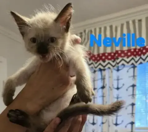 Neville