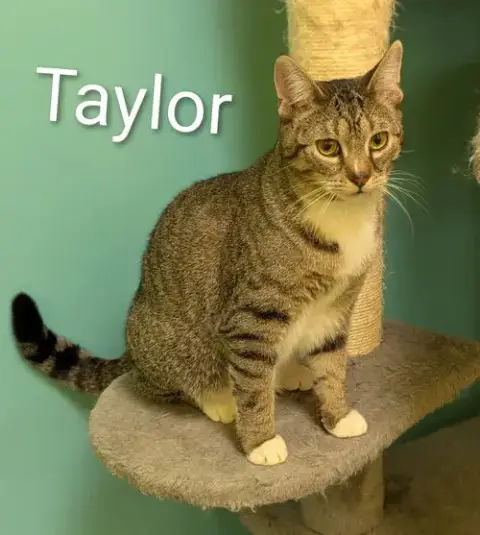 Taylor