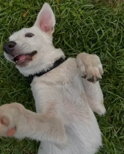 Marley photo 4