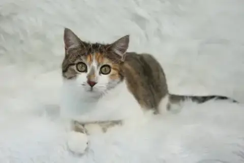 Coucou