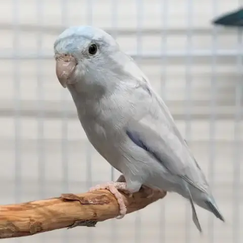 Zeus photo 3