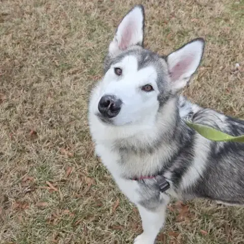 Sadie photo 4