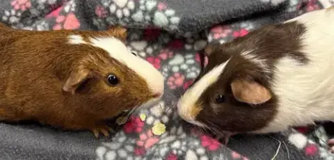 Hazelnut & Nutella