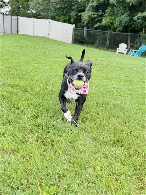 Stella