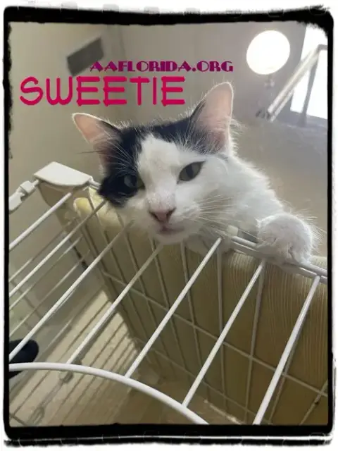 Sweetie *Cyd photo 3