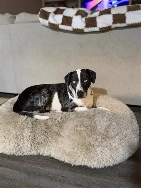 Caspian