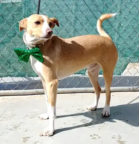 Milo photo 4
