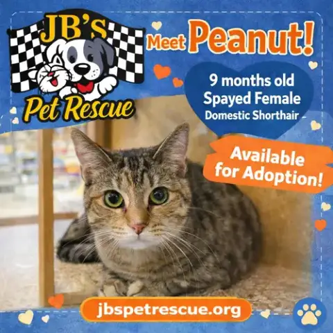 Peanut photo 5