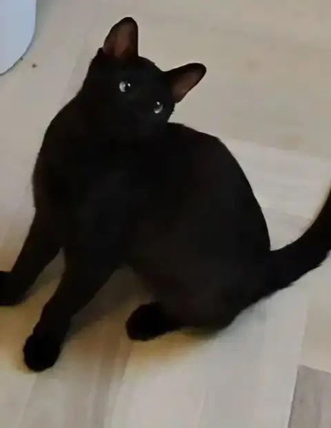 Onyx Nightshade