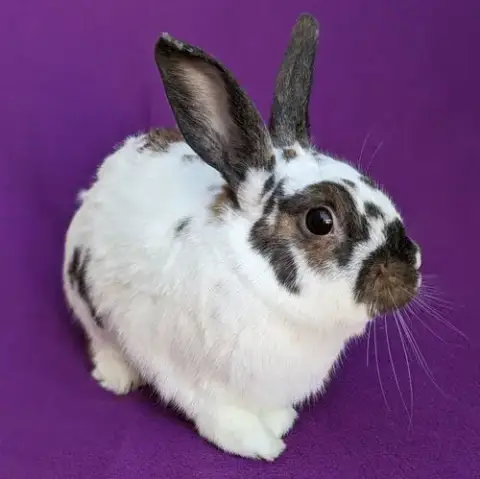Bonnie photo 4