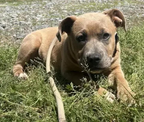 260874  Hazel photo 3