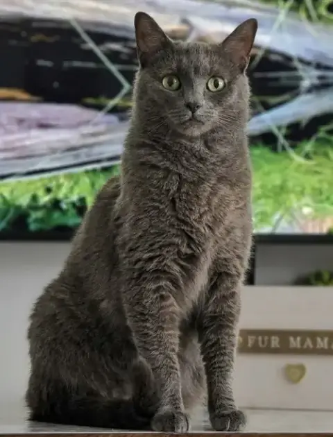 Ed