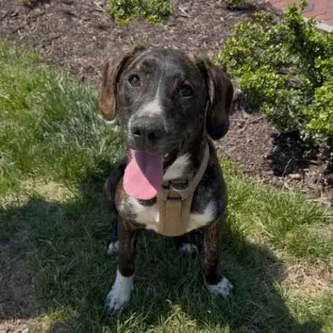 Logan'S Pup Gill