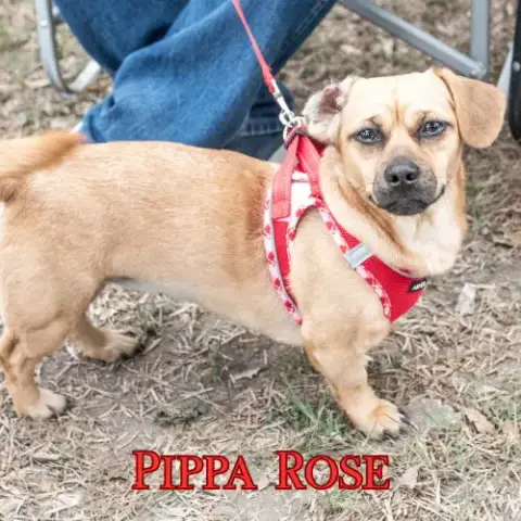 Pippa Rose photo 4