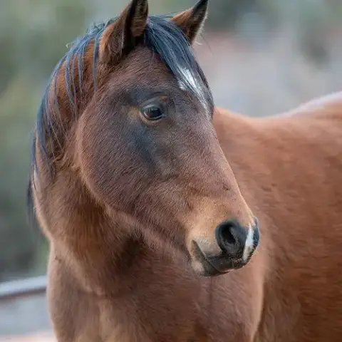 Zina