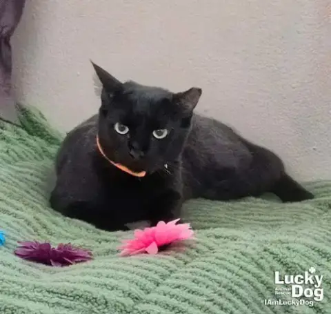 Priscilla