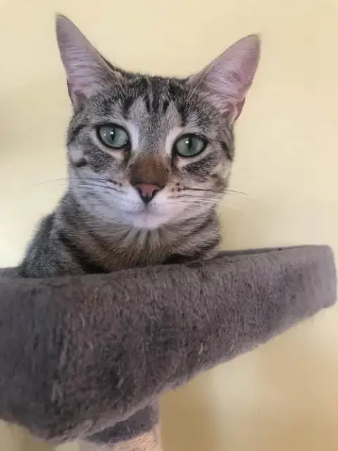 Bandit