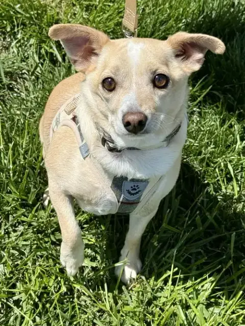 Mr. Peanut