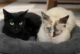 Lilly And Rose