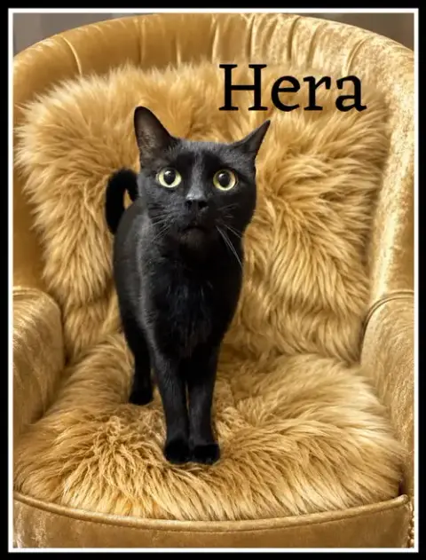 Hera photo 2