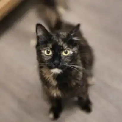 Clementine photo 3
