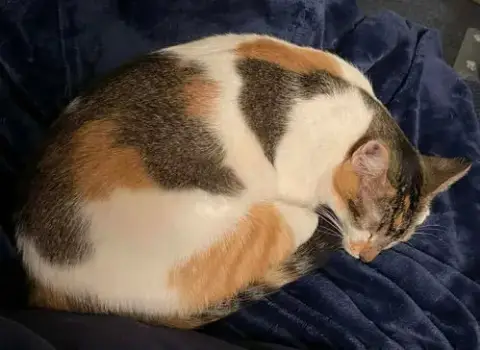 Callie photo 4