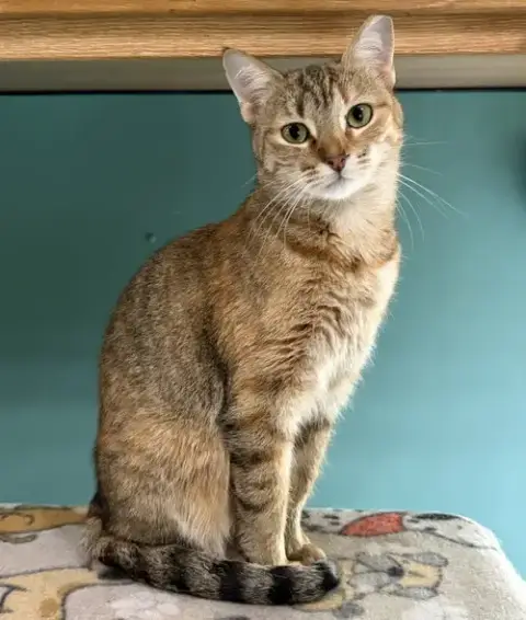 Maruska