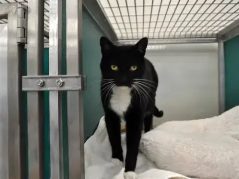 Meow-Kitty