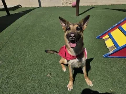 Bear-$75 Adoption Fee! Diamond Dog!