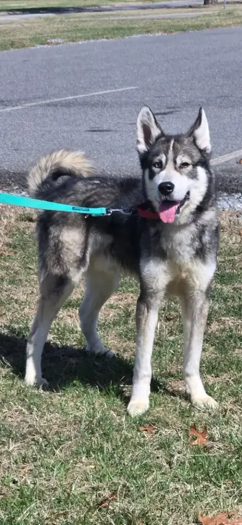 Balto: Not At Shelter photo 3