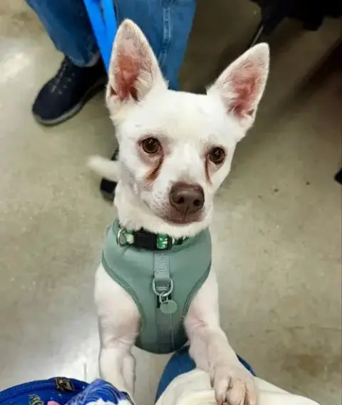 Ace *Adopt*