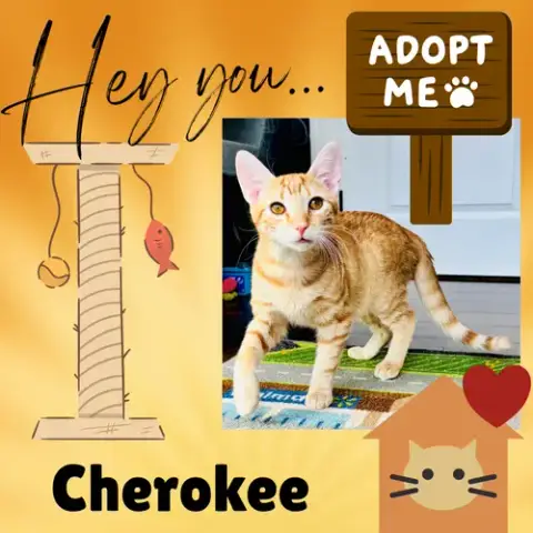 Cherokee