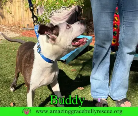 Buddy photo 2