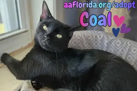 Coal