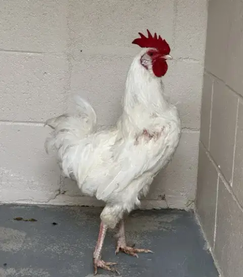 Wallace