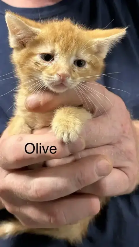 Olive
