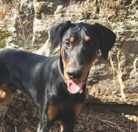 Benny Adoption Pending!