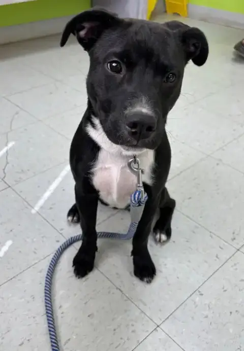 Chicken Nugget: Not At Shelter