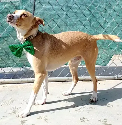 Milo photo 5