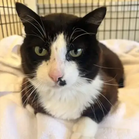 Watson