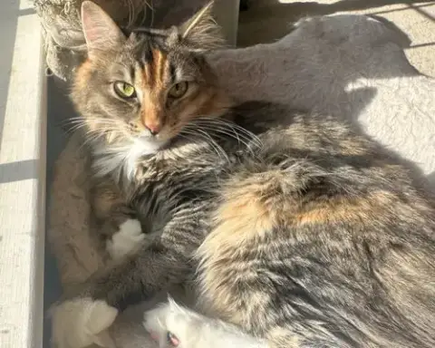 Lacey