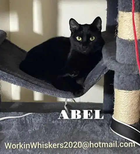 Abel photo 5
