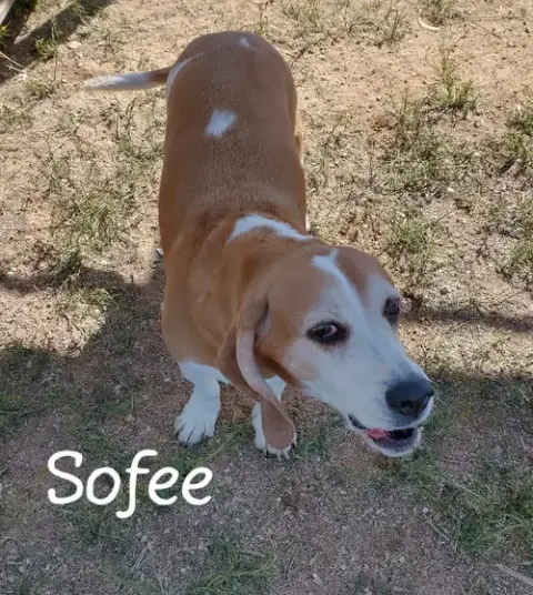 Sofee photo 4